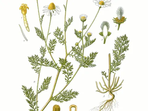 Stinkende Hundskamille (Anthemis cotula)