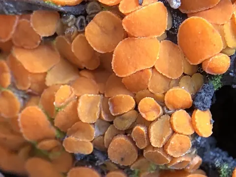 Anthracobia melaloma