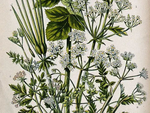 Garden Chervil