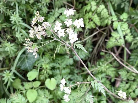 Cow Parsley