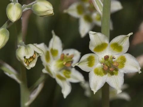 Anticlea elegans (Anticlea elegans)