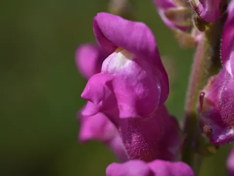 Großes Löwenmaul (Antirrhinum majus)