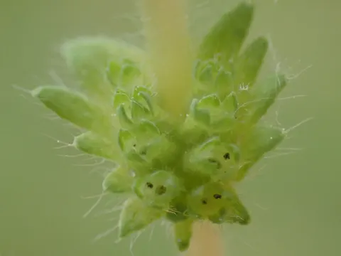 Gewöhnlicher Ackerfrauenmantel (Aphanes arvensis)