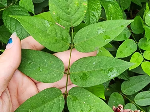 Erdbirne (Apios americana)