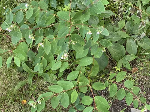 Apocynum androsaemifolium (Apocynum androsaemifolium)