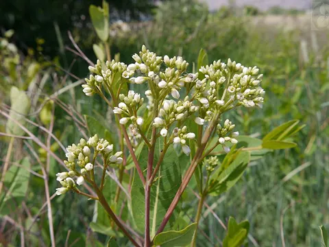 Indian Hemp