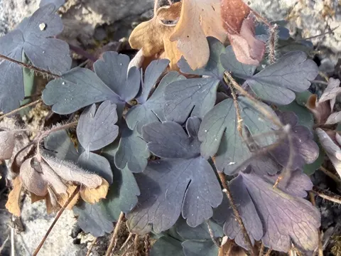 Wild Columbine
