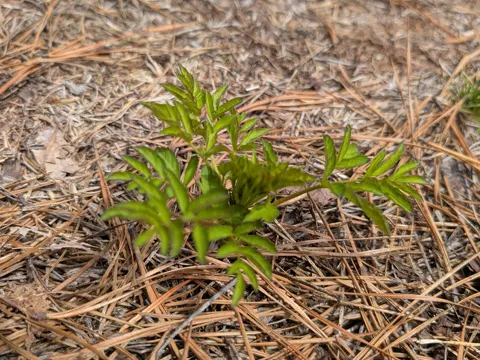 Steife Aralie (Aralia hispida)