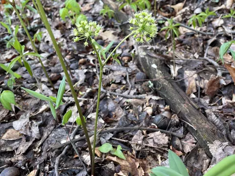 Wild Sarsaparilla