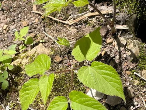 Spikenard