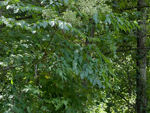Devil's Walking Stick