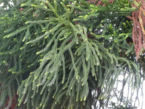 Araucaria cunninghamii