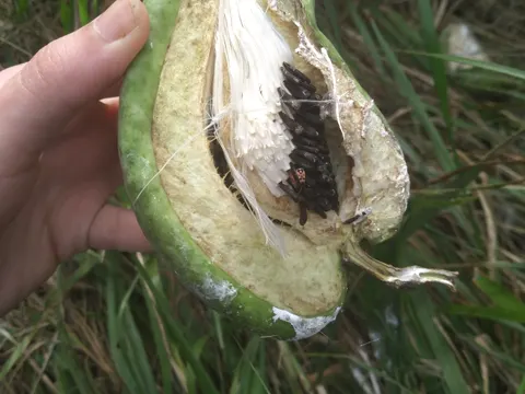 Araujia sericifera (Araujia sericifera)