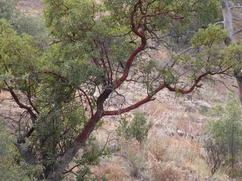 Arizona-Madrone