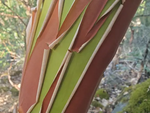 Pazifische Erdbeerbaum (Arbutus menziesii)