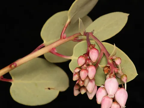Arctostaphylos glauca