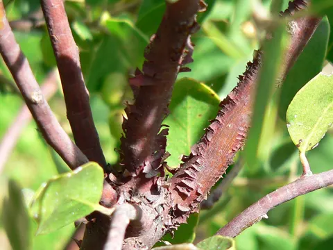 Arctostaphylos manzanita
