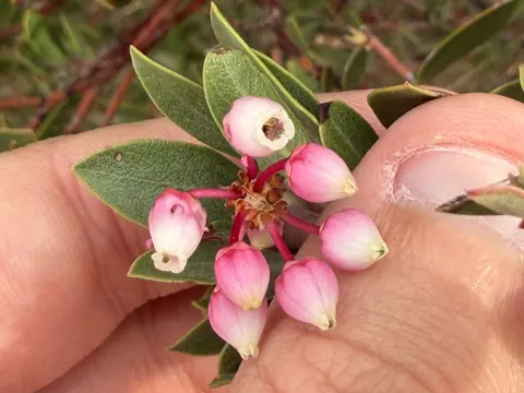 Arctostaphylos pungens