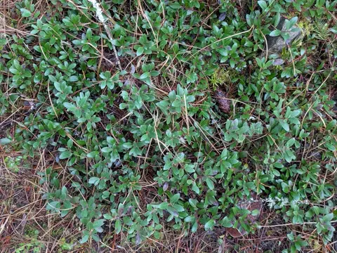 Bearberry