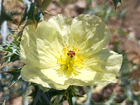 Argemone ochroleuca