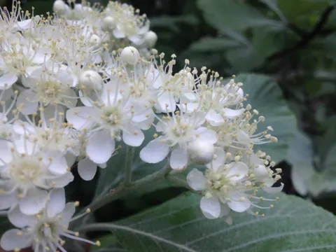 Silberbaum (Aria edulis)
