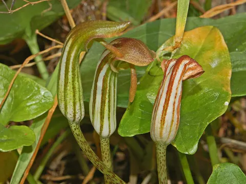Mönchskutte (Arisarum vulgare)