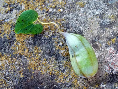Osterluzei