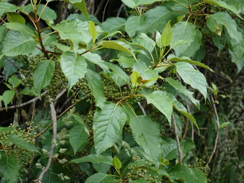 Aristotelia serrata