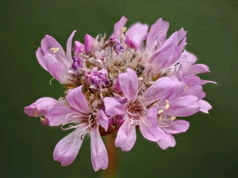 Gewöhnliche Grasnelke (Armeria maritima)