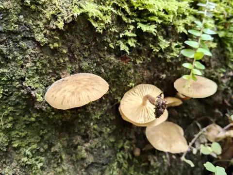 Armillaria novae-zelandiae
