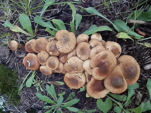 Dunkler Hallimasch (Armillaria ostoyae)