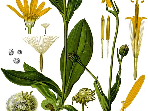 Mountain Arnica