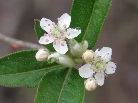 Filzige Apfelbeere (Aronia arbutifolia)