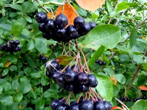 Black Chokeberry