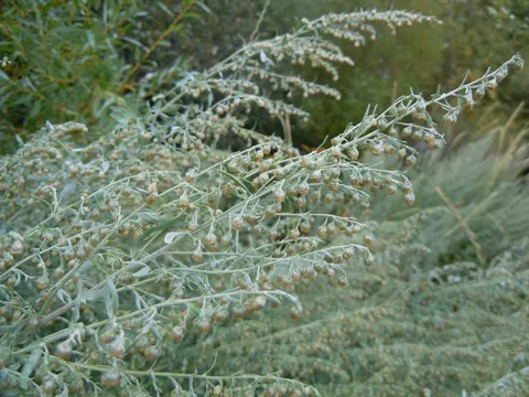 Wermut (Artemisia absinthium)