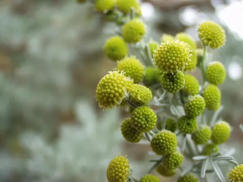 Tree Wormwood