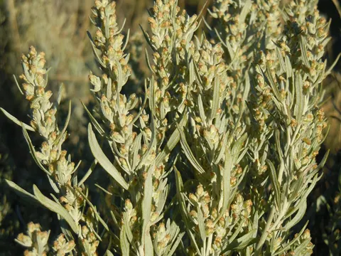 Silber-Wermut (Artemisia cana)