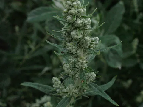 Douglas's Mugwort