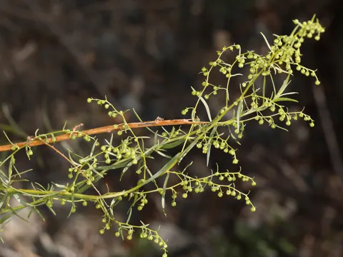 Estragon (Artemisia dracunculus)
