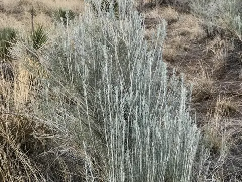 Sand Sagebrush