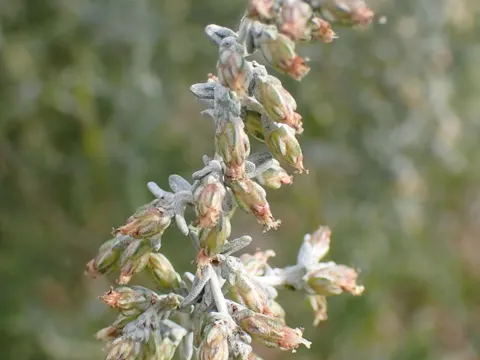 Meerwermut (Artemisia maritima)