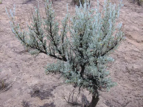 Big Sagebrush