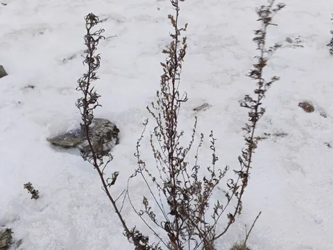 Mugwort