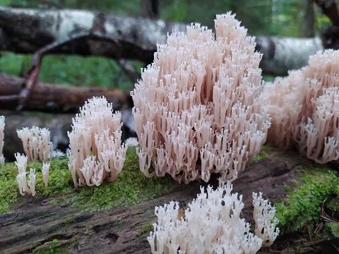 Crown Tipped Coral