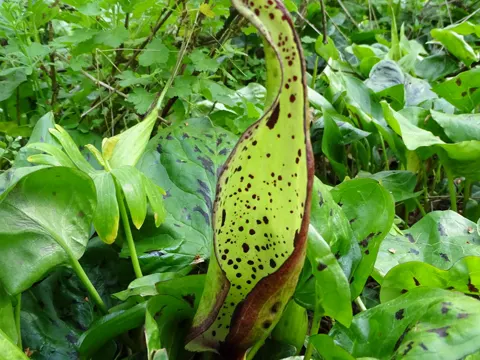 Fleckiger Aronstab (Arum maculatum)