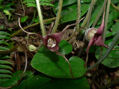 Wilde Ingwer (Asarum caudatum)