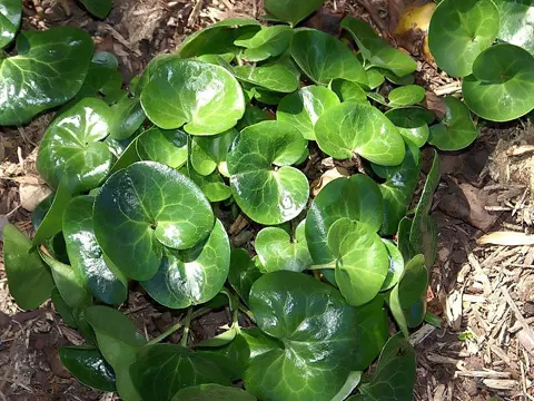 Haselwurz (Asarum europaeum)
