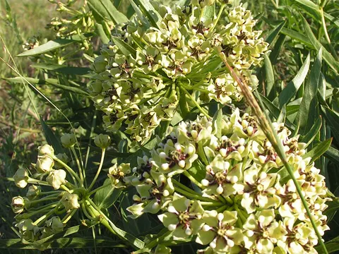 Antilopen-Milchkraut (Asclepias asperula)