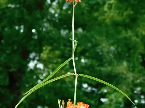 Lanzetten-Seidenpflanze (Asclepias lanceolata)