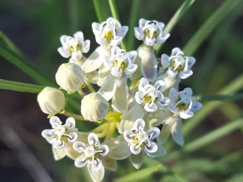 Gift-Seidenpflanze